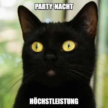 Meme-Effekt auf einer Katze – Online-Fotobox